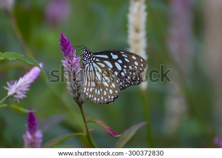 Blue Chocolate Tiger Butterfly with Blur Green Leaves and Flower Background