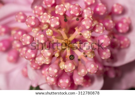 Pink Flower with Front Part of The Flowers Sharp only