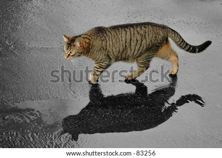 Cat walking on wet pavement.
