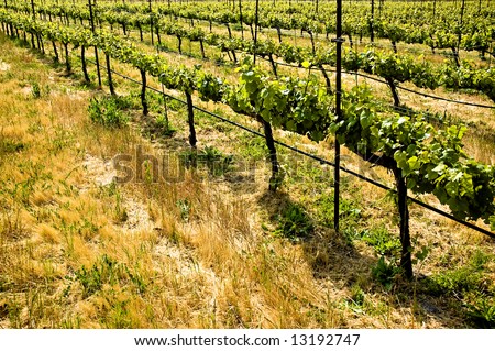 Rows of grape vines in a California vineyard