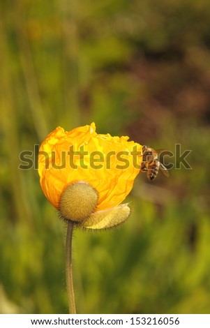 Bee On Yellow Poppy.