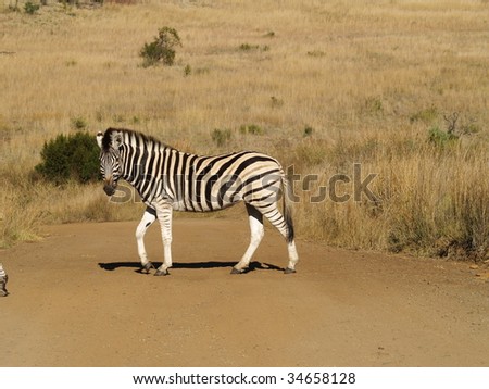 Zebra in middle of road.