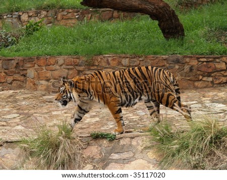 Tiger walking.