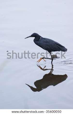 Black Heron wading in water.