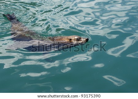 Sea Lion swimming in sea water in harbor.