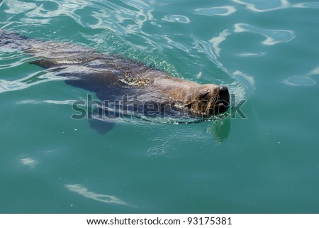 Sea Lion swimming in sea water.