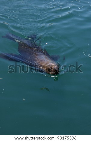 Sea Lion swimming in sea water in Harbor.