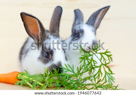 Foto Bild Hauskaninchen frisst frische Karotte