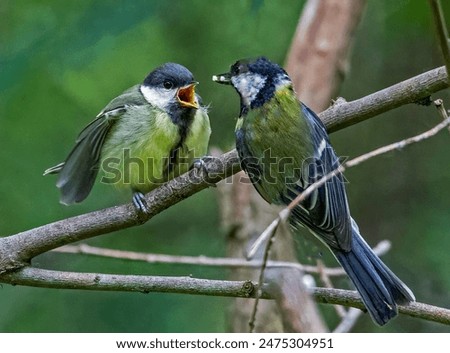 Similar – Image, Stock Photo Blue tit offspring in the tree