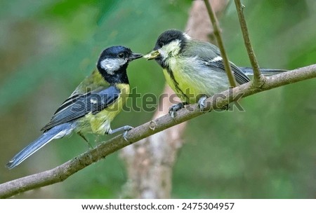 Similar – Image, Stock Photo Blue tit offspring in the tree