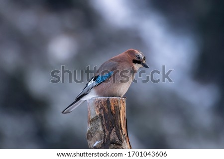 Eurasian Jay (Garrulus glandarius) sitting on a tree stump and watching the surroundings. Trying to steal food from tourists. Winter at the lake sea eye in Polish Tatras. Zdjęcia stock © 
