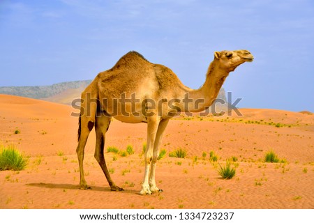 Similar – Image, Stock Photo dromedary Dromedary Camel