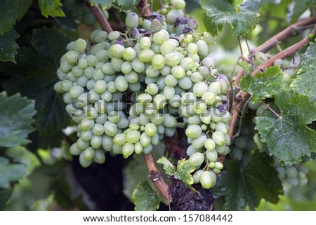 Red grapes in a Italian vineyard - Nerello mascalese - Sicily