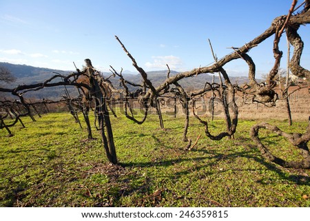ancient vineyard  in Campania (Italy) - albero (vine-tree)