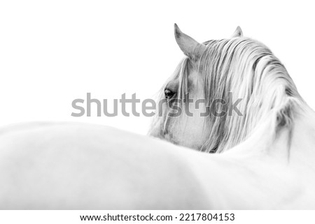 Image, Stock Photo white horse portrait