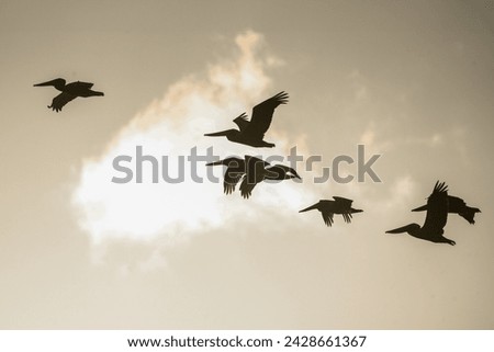 Similar – Foto Bild Möwe im Flug bei blauem Himmel