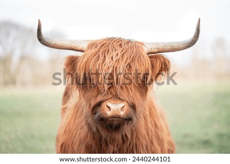 Similar – Image, Stock Photo Highland cow grazing in green grassland at foot of mountain