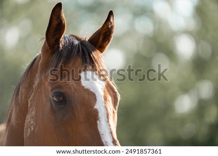 Similar – Foto Bild Pferd mit Auge im Fokus