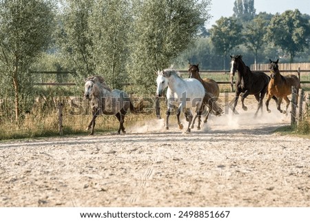 Similar – Image, Stock Photo Horses pasturing on meadow