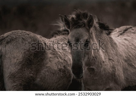 Similar – Image, Stock Photo A Konik pony foal (wild horse) with his mother