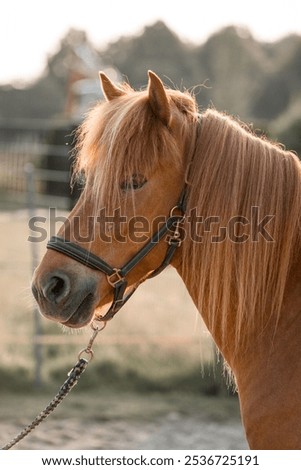 Similar – Image, Stock Photo Icelandic horse chestnut