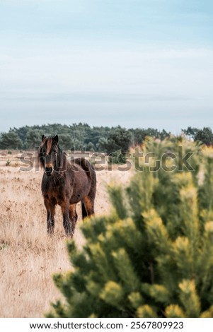 Similar – Image, Stock Photo Icelandic horse chestnut