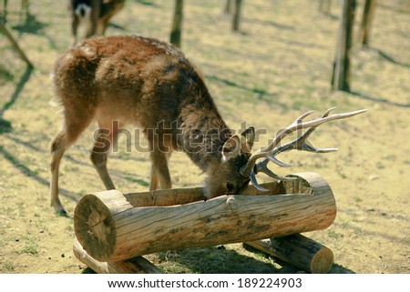 Deer eating animal feed