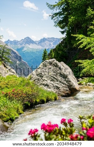 Similar – Image, Stock Photo Alpine roses in front of the Dachstein mountains and the Ennstal
