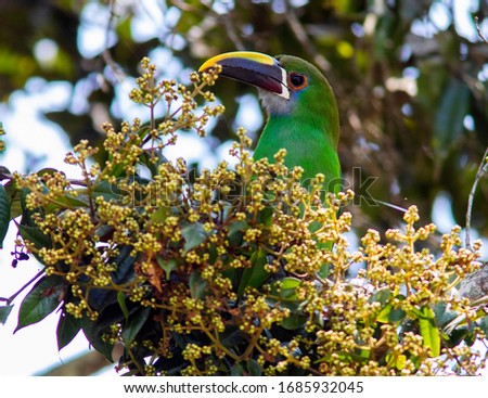 Emerald Toucanet (Aulacorhynchus prasinus) in the colombian forest Foto d'archivio © 