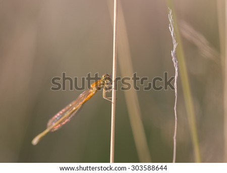 scarce blue-tailed damselfly on a blade of grass