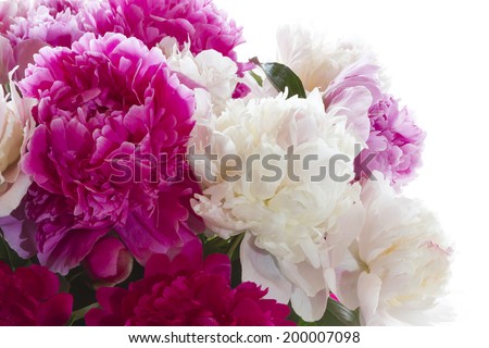 Bright peonies on a white background. Bouquet for Valentine\'s Day