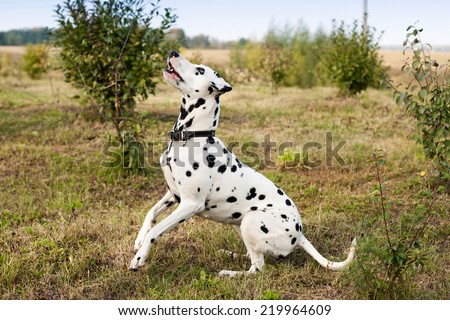 White dog with black spots playing on the lawn.