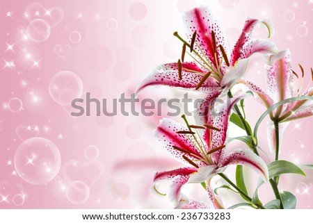 Red and white lily on a pink background. Space for text.