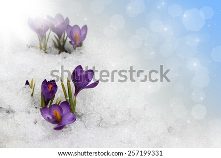 Spring crocuses in snow on a blue sky background. Space for text.