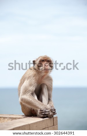 Thai monkey and the sea