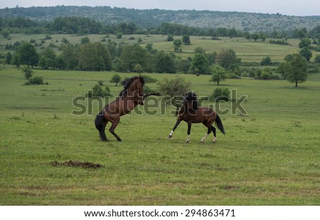 wild stallions in fight