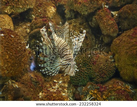Lion fish venomous tropical marine fish aka Pterois or Zebrafish, Firefish, Turkeyfish, Butterfly Cod