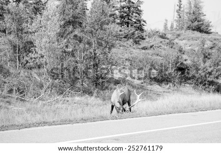 Canadian Deer in Jasper National Park in Canada in black and white