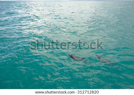 Dolphin marine cetacean mammal closely related to whales and porpoises animal part of Mammalia aka mammals in the sea