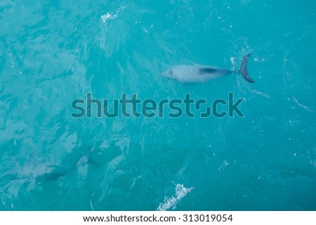 Dolphin marine cetacean mammal closely related to whales and porpoises animal part of Mammalia aka mammals in the sea
