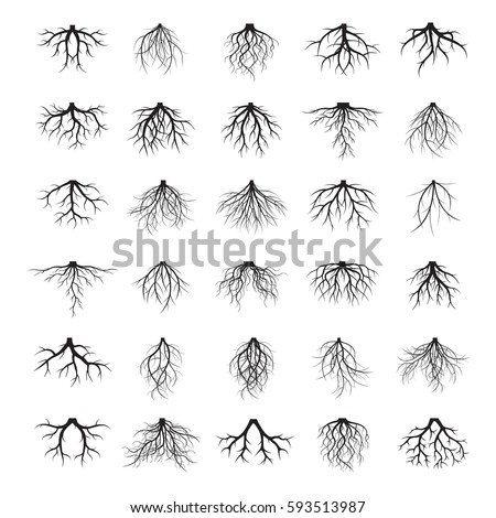 Plant Roots Drawing | Free download on ClipArtMag