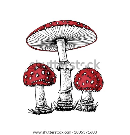 Similar – Fliegenpilz Amanita Muscaria