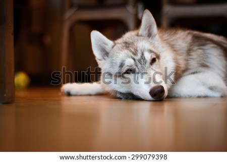 White grey Siberian husky puppy is crouching on wooden floor