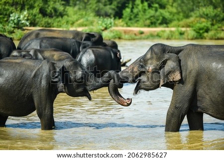 Group of elephants bathing in a river on hot sunny day in tropical safari park at sri lanka ストックフォト © 