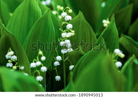 Similar – Image, Stock Photo Convallaria majalis, European lily of the valley, Konwalia majowa, May Lily. Lily of the valley bush with white flowers on a thin stem and dark green leaves in sunlight outdoors close-up in spring.