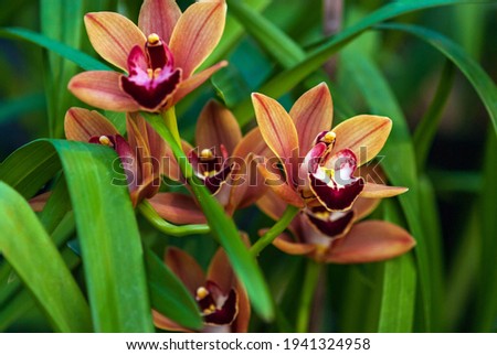Cymbidium Burgundian Chateau orchid - orange brown orchid flowers, closeup Stock fotó © 