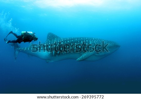 Whale Shark with a diver in Darwin and Wolf in Galapagos