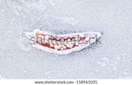 Red hot chili pepper cut open showing seeds, frozen and covered in hoar frost.
