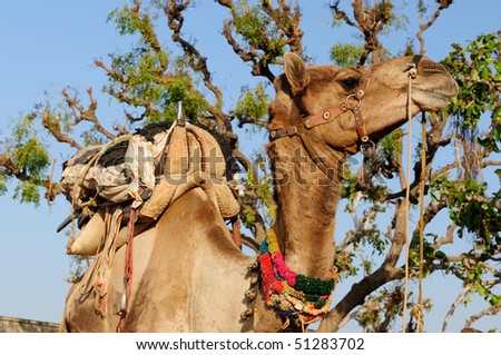 Camel Safari in Puszkar. Rajasthan, India