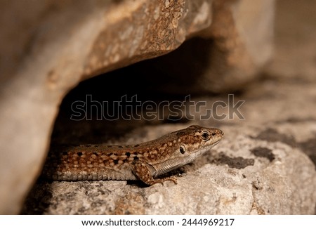 Similar – Image, Stock Photo Wall lizard sunbathing on a natural stone wall
